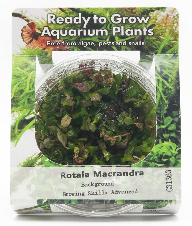 Rotala macrandra Japan Tissue Culture 
