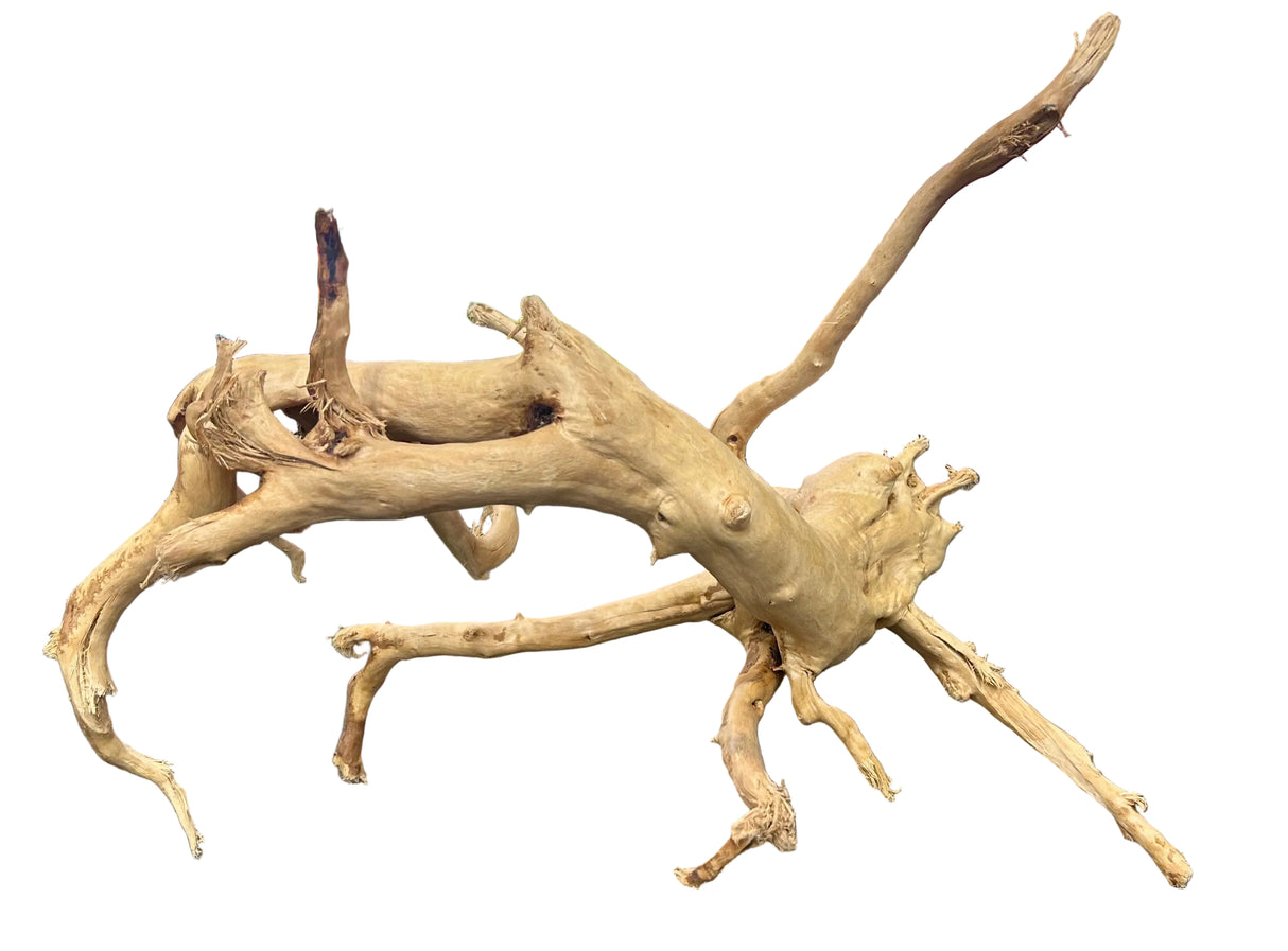  Large Piece of Spiderwood