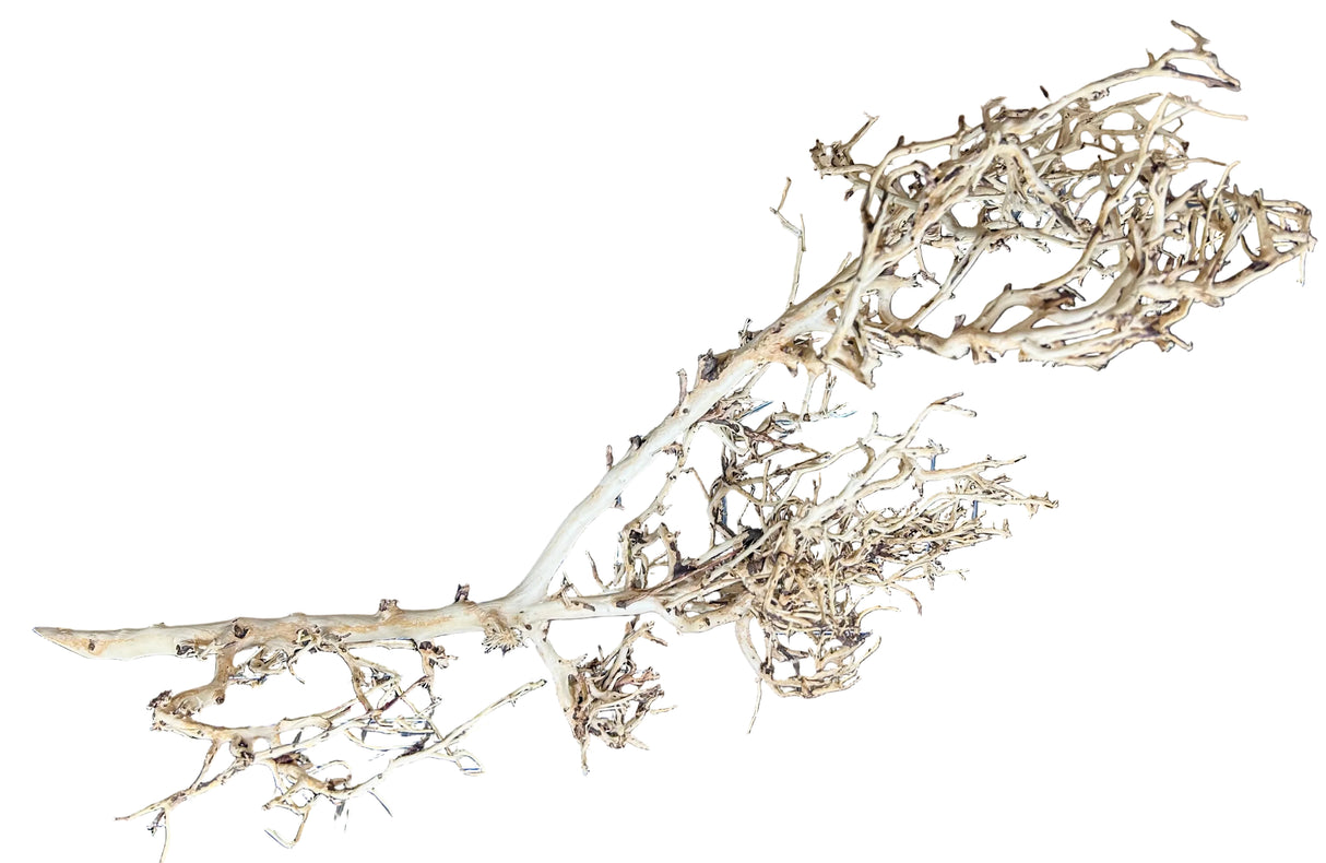 Thailand Branch Wood