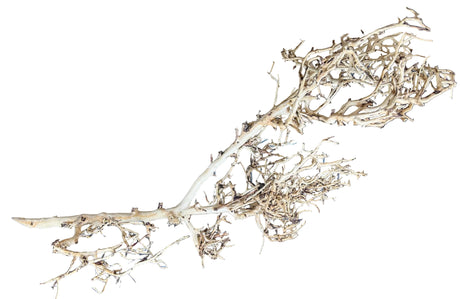 Thailand Branch Wood