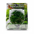 Staurogyne repens Tissue Culture 