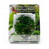 Staurogyne repens Tissue Culture 