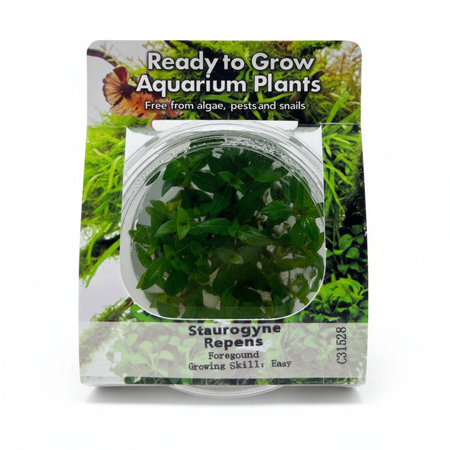 Staurogyne repens Tissue Culture 