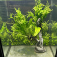 Microsorum pteropus 'Windelov' on Stick with Cement Base 