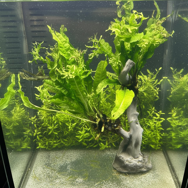 Microsorum pteropus 'Windelov' on Stick with Cement Base 