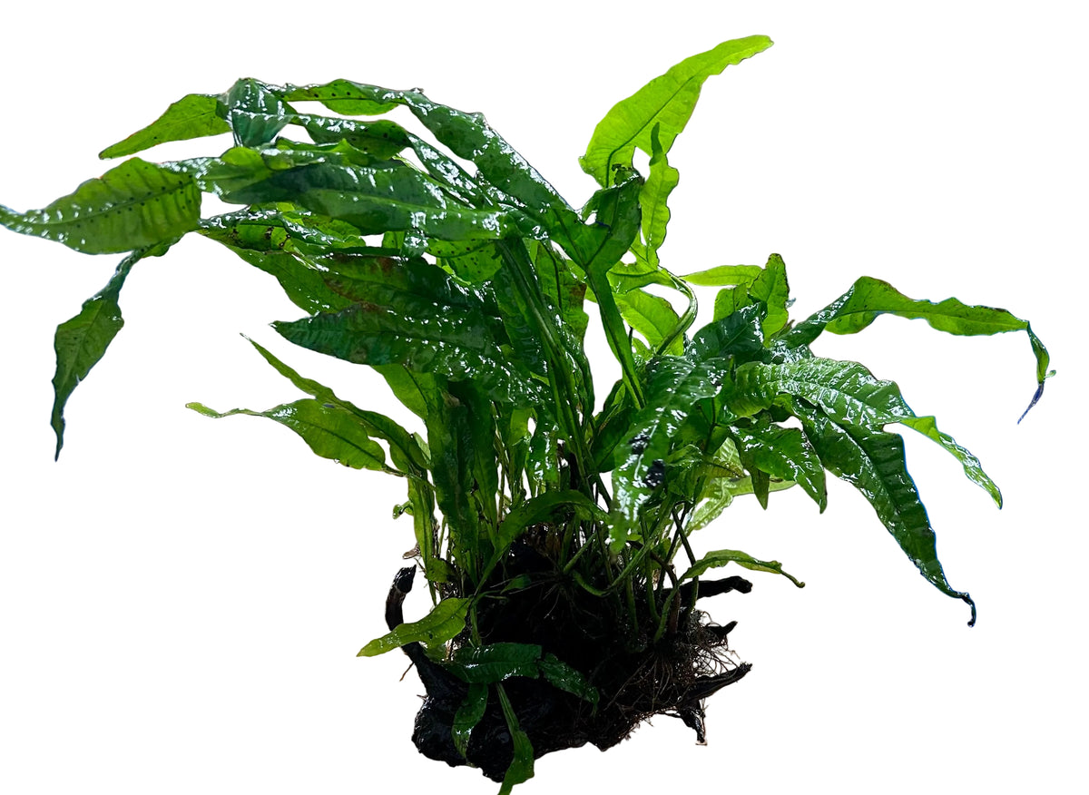 Java Fern (Microsorum pteropus) on Wood