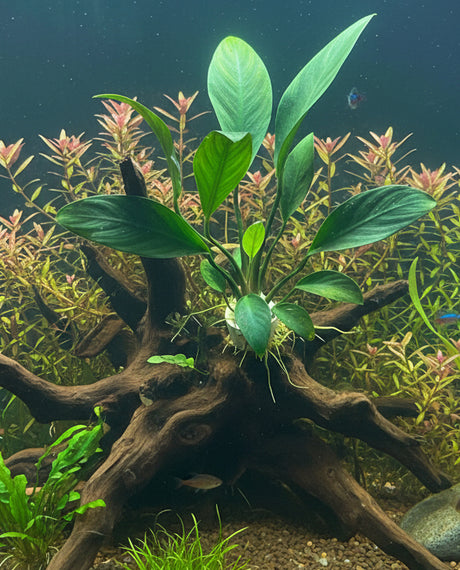 Anubias congensis - Bare Root - WL019
