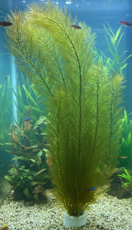 Myriophyllum tuberculatum - Bare Root - WL158 | Potted Plants | Largest Tropical Fish Selection at Your Local Fish Store