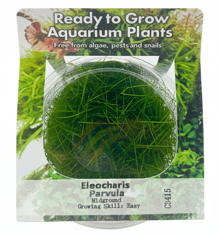 Eleocharis parvula (Hairgrass) Tissue Culture