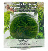 Eleocharis parvula (Hairgrass) Tissue Culture