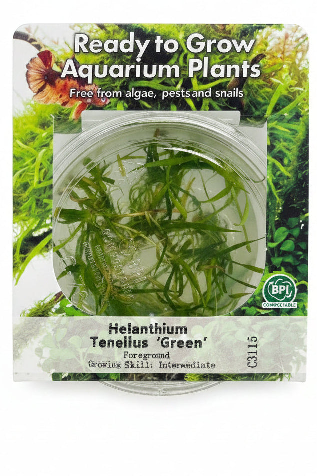 Helanthium tenellus Tissue Culture 