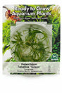 Helanthium tenellus Tissue Culture 