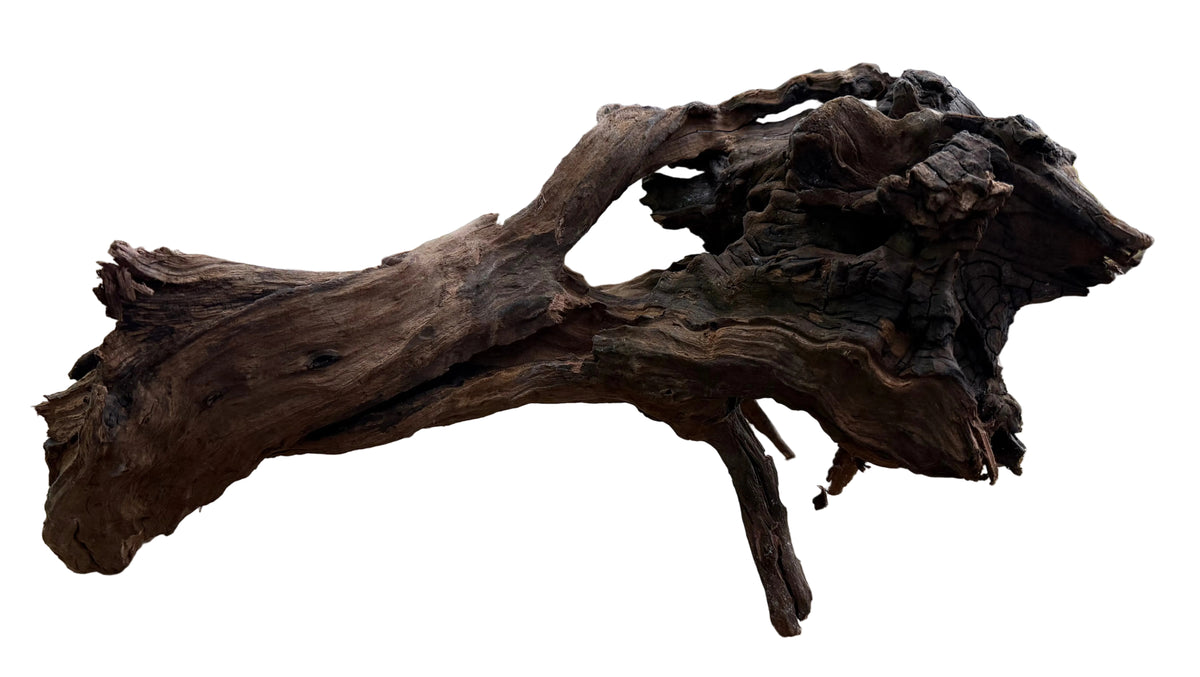 Malaysian Mangrove Sinking Driftwood