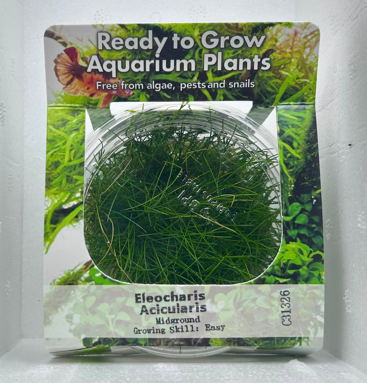 Eleocharis acicularis Tissue Culture - C31326 | Tissue Cultures | Largest Tropical Fish Selection at Your Local Fish Store