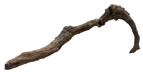 Malaysian Mangrove Sinking Driftwood