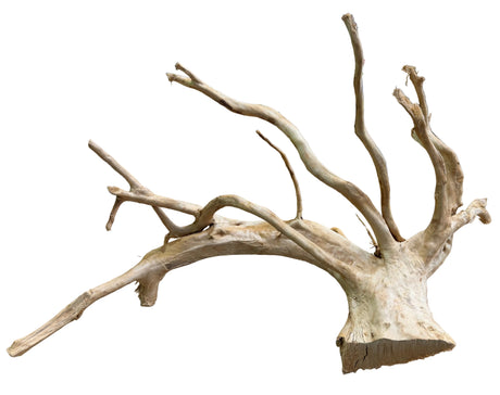 Large Piece of Spiderwood