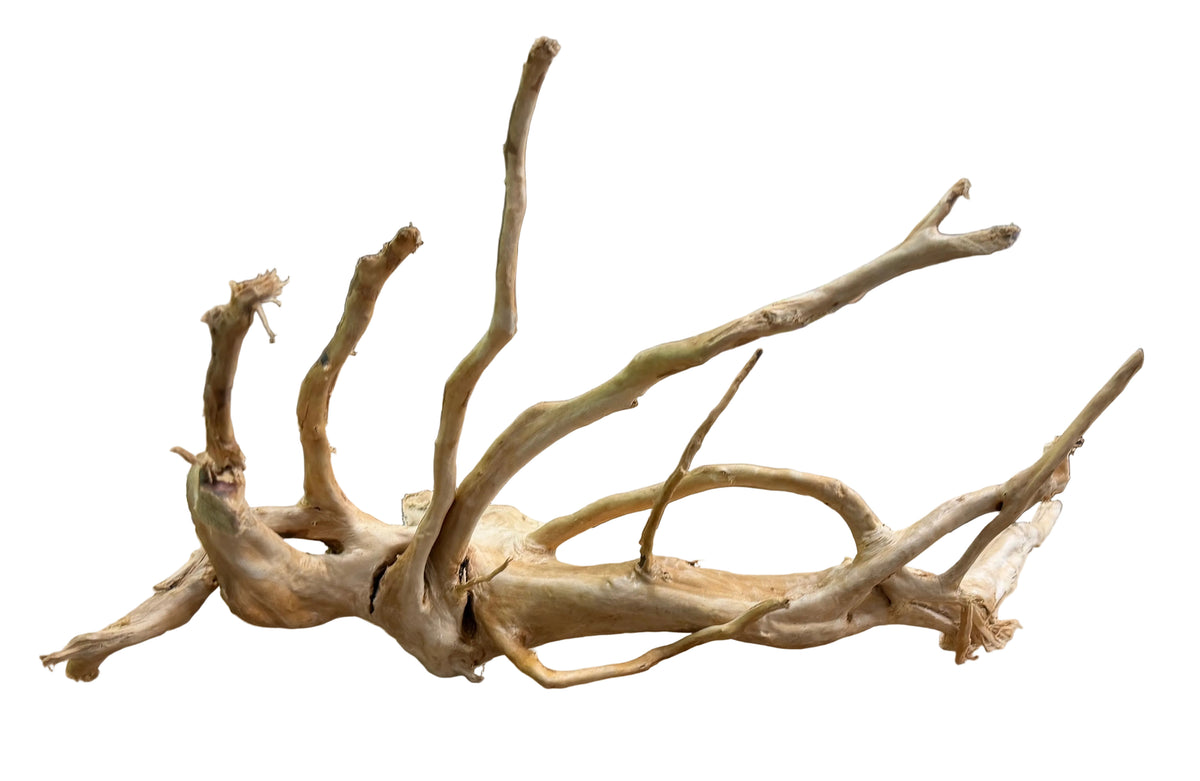 Large Piece of Spiderwood
