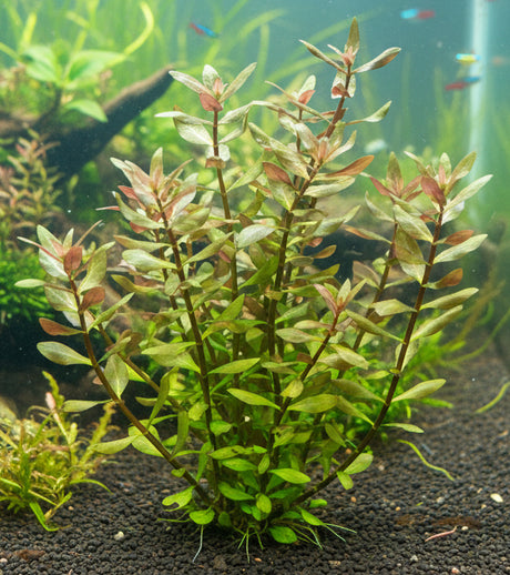 Nesea pedicellata -Bare Root-WL530 | Potted Plants | Largest Tropical Fish Selection at Your Local Fish Store