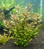 Nesea pedicellata -Bare Root-WL530 | Potted Plants | Largest Tropical Fish Selection at Your Local Fish Store
