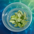 Anubias nana 'ice' Tissue Culture 