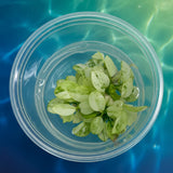 Anubias nana 'ice' Tissue Culture 