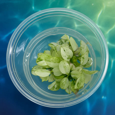 Anubias nana 'ice' Tissue Culture - C31795 | Tissue Cultures | Largest Tropical Fish Selection at Your Local Fish Store