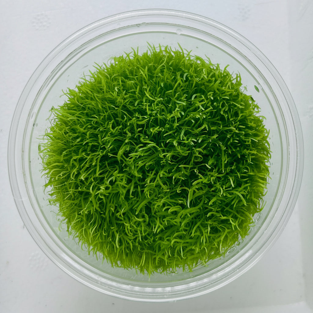 Ulricularia graminifolia Tissue Culture - C31555 | Tissue Cultures | Largest Tropical Fish Selection at Your Local Fish Store