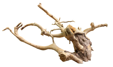  Piece of Spiderwood