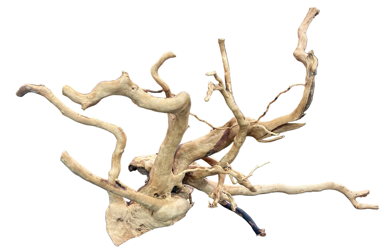  Large Piece of Spiderwood