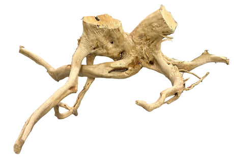 Large Piece of Spiderwood