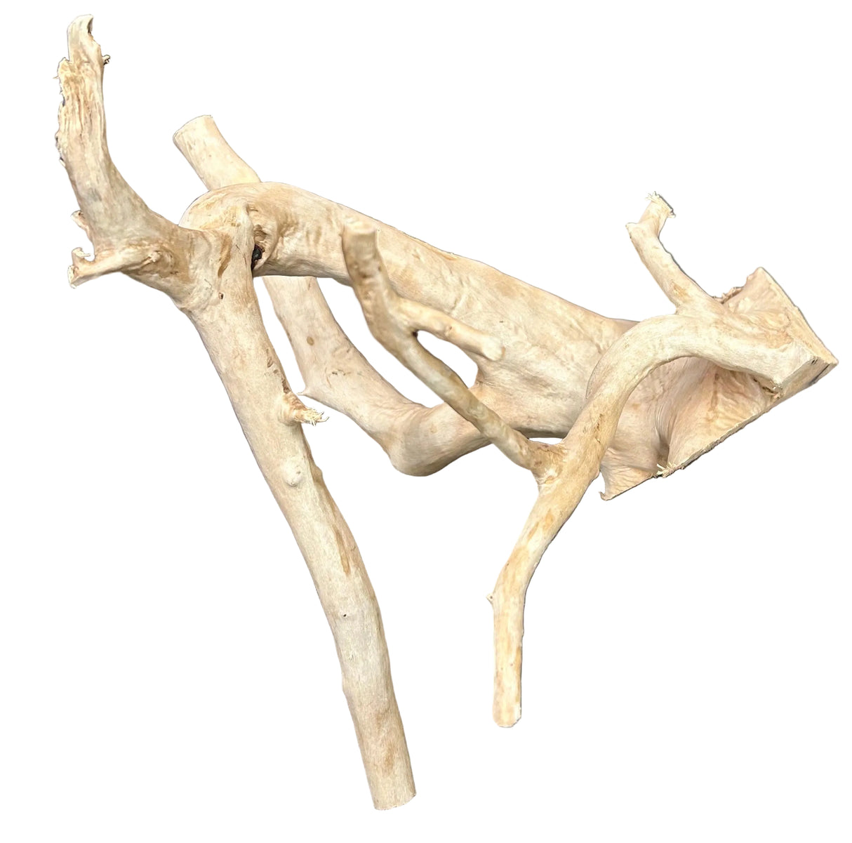  Large Spiderwood