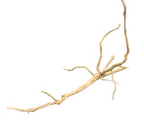 Piece of Red Moor Spiderwood