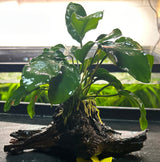 Anubias barteri var. nana on +20cm wood - DW0021