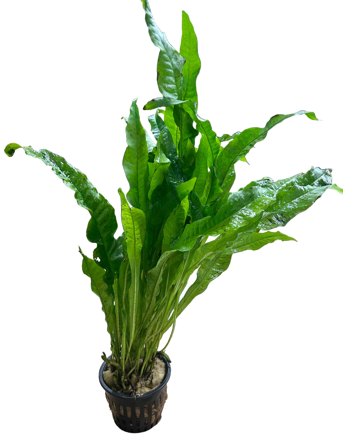 Microsorum pteropus (Java Fern) Large Mother Plant 