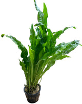 Microsorum pteropus (Java Fern) Large Mother Plant 