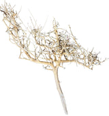 Thailand Branch Wood