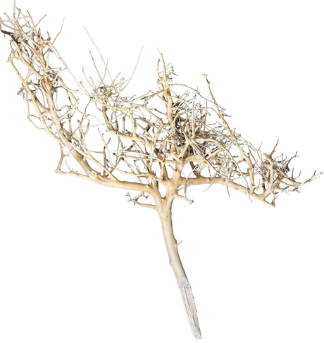 Thailand Branch Wood