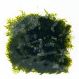 Fissidens fontanus  on Pad - WP1694 | Potted Plants | Largest Tropical Fish Selection at Your Local Fish Store