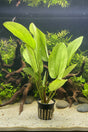 Echinodorus Frans Stoffels 