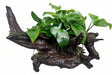 Anubias barteri var. nana on Medium Driftwood