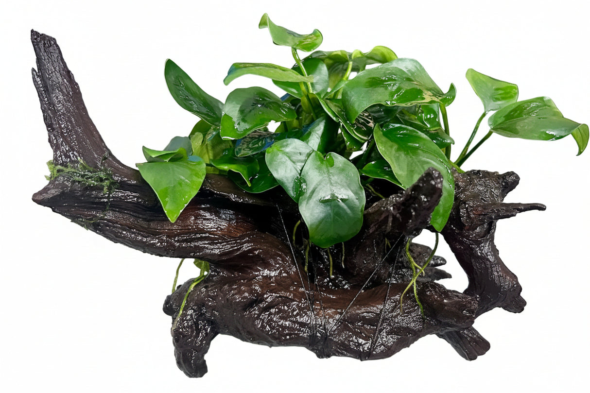 Anubias barteri var. nana on Medium Driftwood