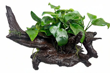 Anubias barteri var. nana on Medium Driftwood