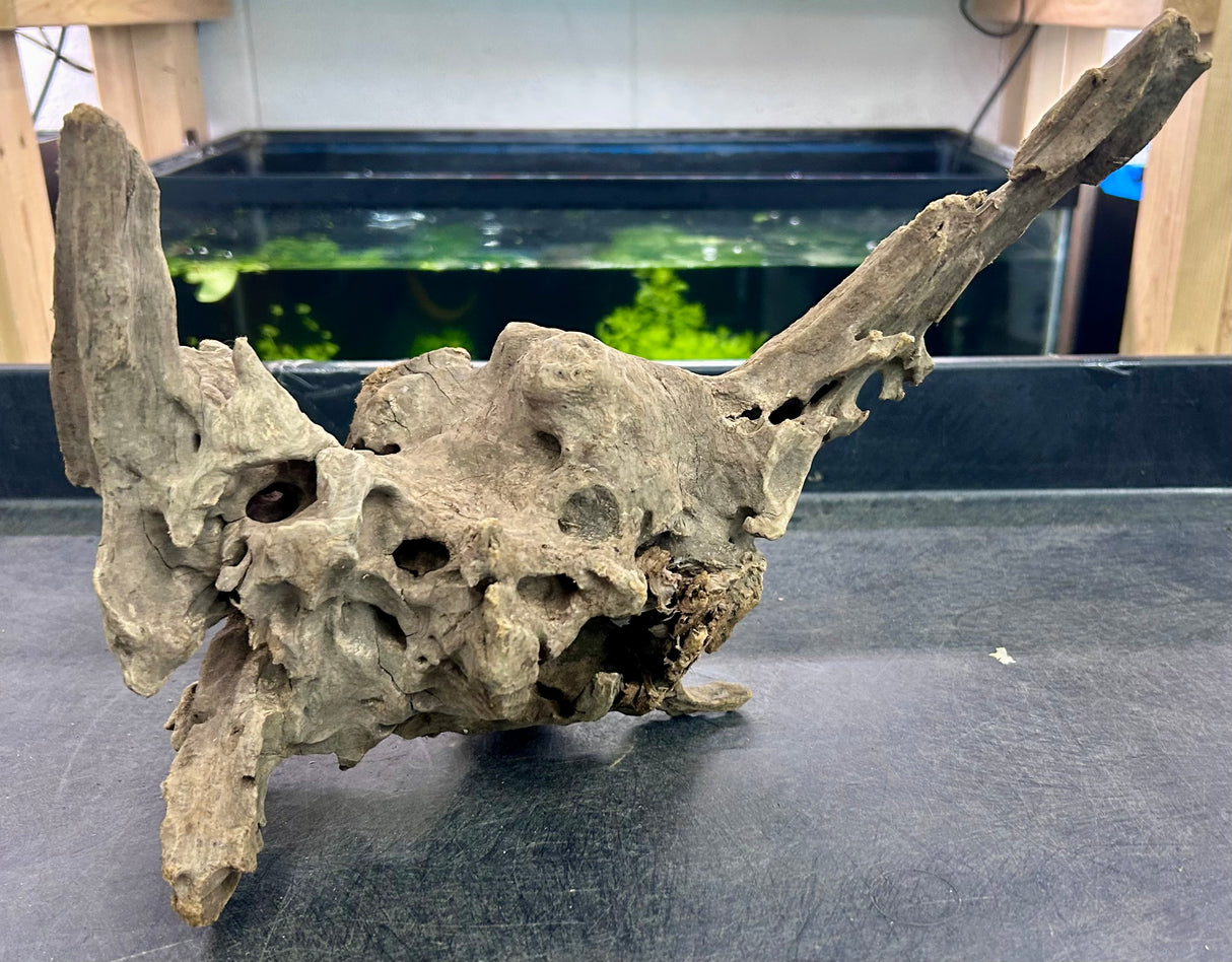 W.Y.S.I.W.Y.G.- 207 - Texture / Shrimp Driftwood