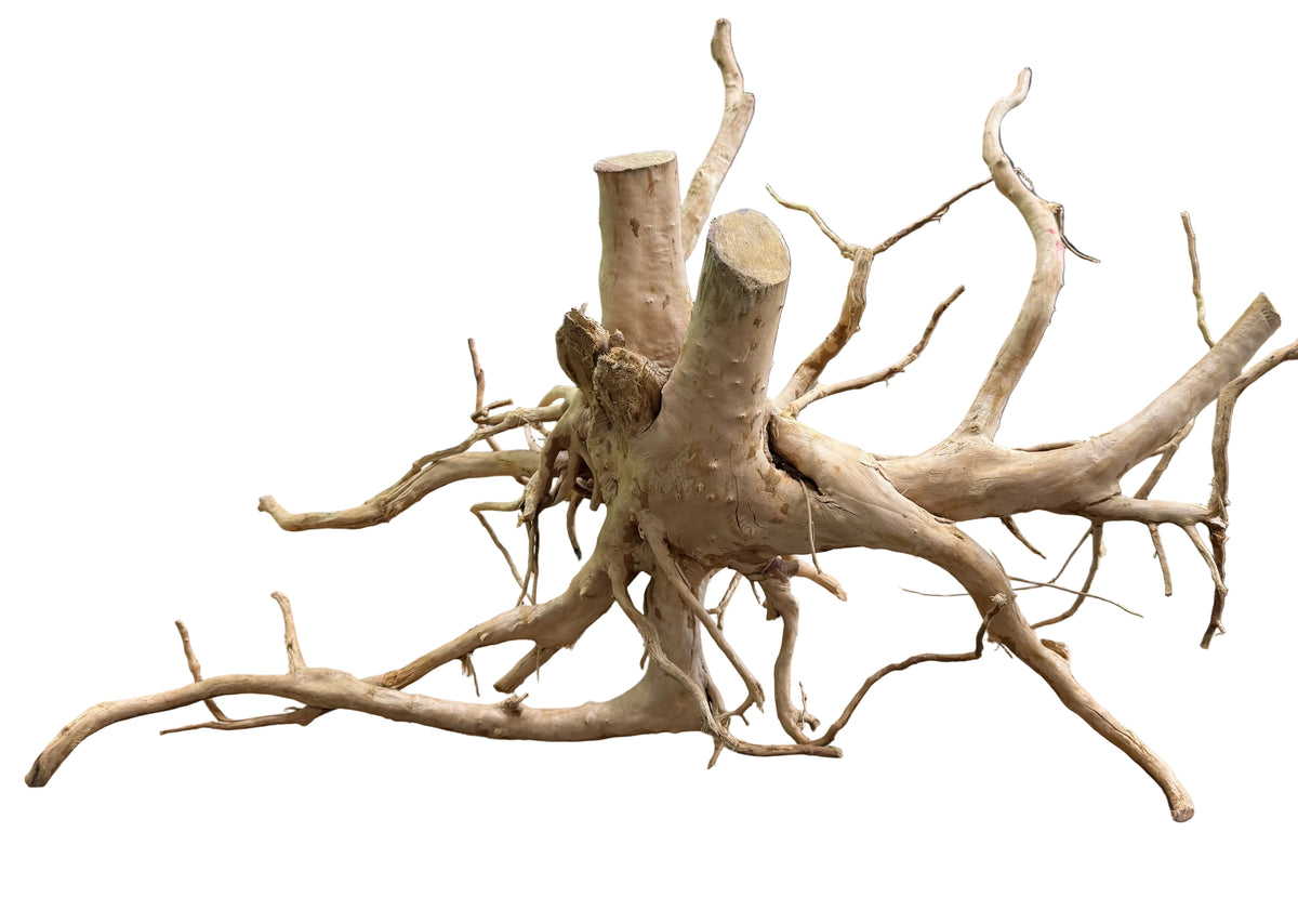  Medium Piece of Spiderwood