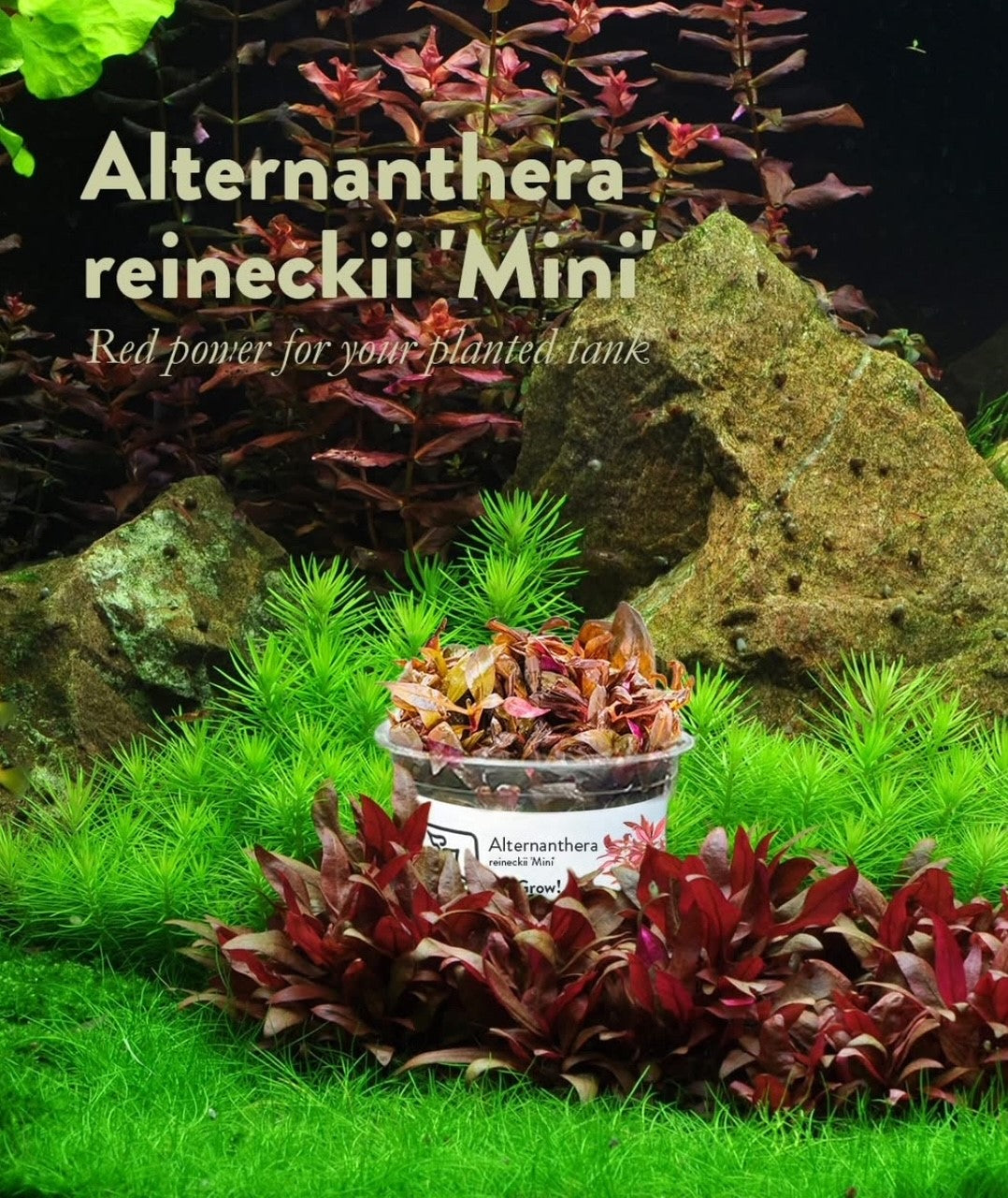 Alternanthera reineckii 'Mini' 1-2-Grow 023C TC | Tissue Cultures | Largest Tropical Fish Selection at Your Local Fish Store