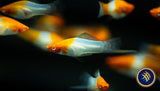 Albino Kohaku Wagtail Swordtail (Xiphophorus hellerii) 4.5cm