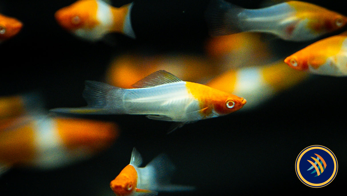 Albino Kohaku Wagtail Swordtail (Xiphophorus hellerii) 4.5cm