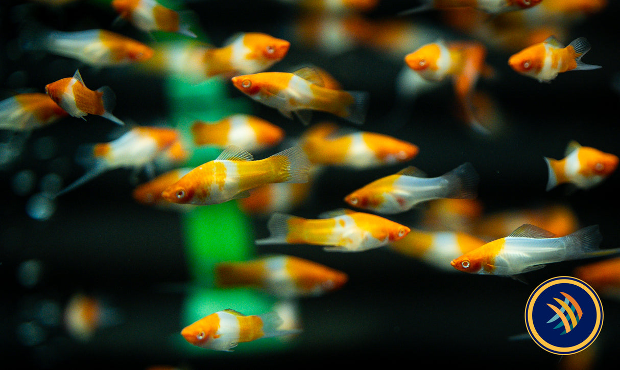 Albino Kohaku Wagtail Swordtail (Xiphophorus hellerii) 4.5cm