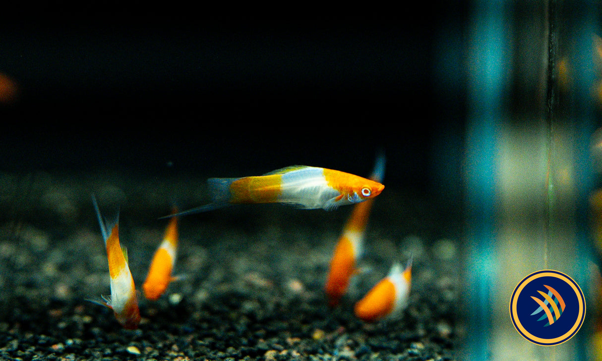 Albino Kohaku Wagtail Swordtail (Xiphophorus hellerii) 4.5cm