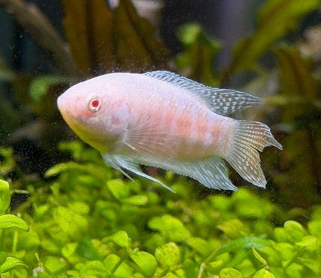 Albino Paradise Fish 